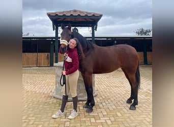 Lusitano, Mare, 7 years, 15.2 hh, Brown