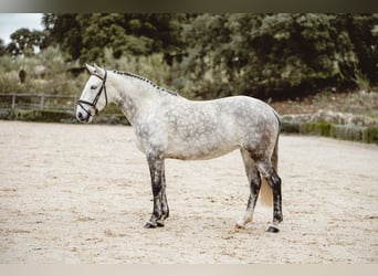 Lusitano, Mare, 7 years, 15.2 hh, Grey