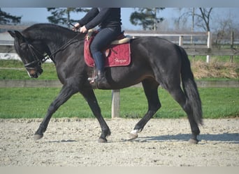Lusitano, Mare, 7 years, 15,1 hh, Black