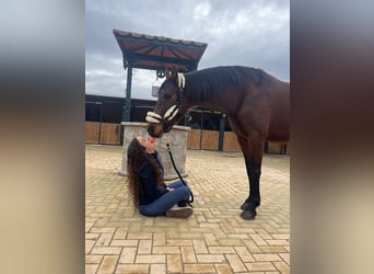 Lusitano, Mare, 7 years, 15,2 hh, Brown