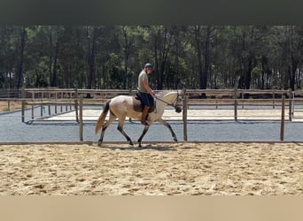 Lusitano, Mare, 7 years, 15,2 hh, Grey-Red-Tan
