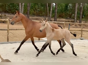 Lusitano, Mare, 7 years, 15,2 hh, Grey-Red-Tan