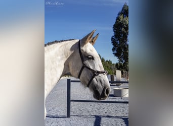 Lusitano, Mare, 7 years, 15,2 hh, Grey-Red-Tan