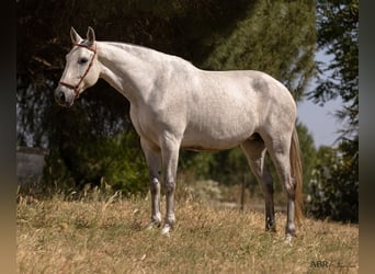 Lusitano, Mare, 7 years, 15,3 hh, Gray