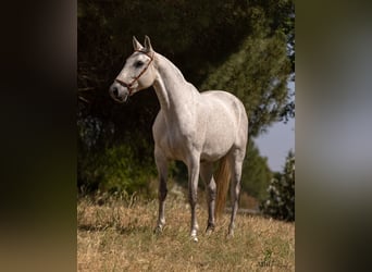 Lusitano, Mare, 7 years, 15,3 hh, Gray