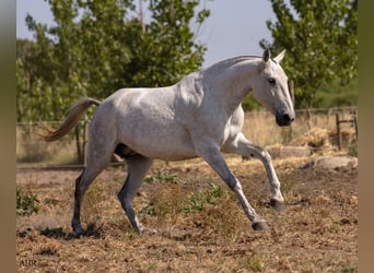 Lusitano, Mare, 7 years, 15,3 hh, Gray