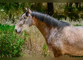 Lusitano, Mare, 7 years, 16.2 hh, Grey