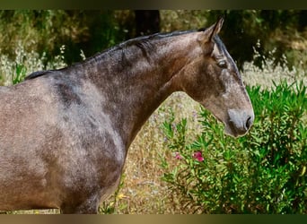 Lusitano, Mare, 7 years, 16.2 hh, Grey