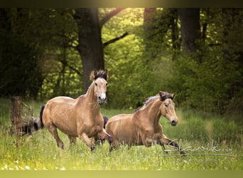 Lusitano, Mare, 7 years, 16 hh, Dun