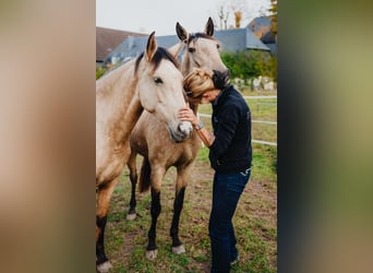 Lusitano, Mare, 7 years, 16 hh, Dun