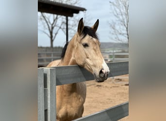 Lusitano, Mare, 7 years, 16 hh, Dun