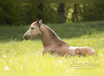 Lusitano, Mare, 7 years, 16 hh, Dun