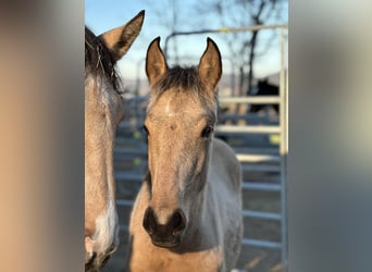 Lusitano, Mare, 7 years, 16 hh, Dun