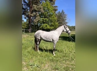 Lusitano, Mare, 7 years, 16 hh, Gray-Dapple