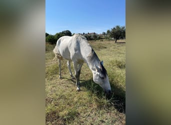Lusitano, Mare, 7 years, White