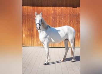 Lusitano, Mare, 8 years, 14.2 hh, Grey
