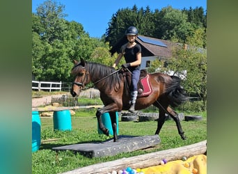 Lusitano, Mare, 8 years, 14.3 hh, Brown