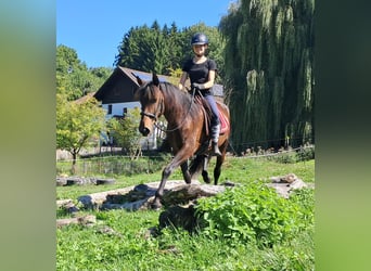Lusitano, Mare, 8 years, 14.3 hh, Brown