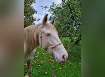 Lusitano, Mare, 8 years, 14,2 hh, Perlino
