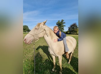 Lusitano, Mare, 8 years, 14,2 hh, Perlino