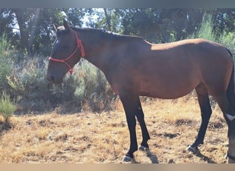 Lusitano, Mare, 8 years, 15.2 hh, Brown