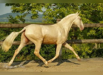 Lusitano, Mare, 8 years, 15,2 hh, Palomino