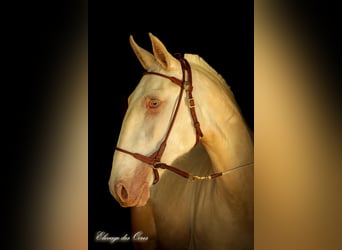 Lusitano, Mare, 8 years, 15,2 hh, Palomino