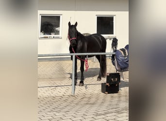 Lusitano Mix, Mare, 8 years, 15.2 hh, Smoky-Black