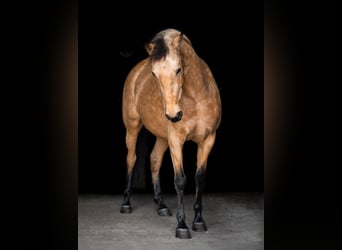 Lusitano, Mare, 8 years, 15 hh, Buckskin