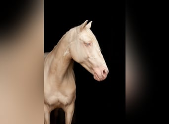 Lusitano, Mare, 9 years, 14,2 hh, Cremello