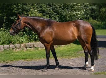 Lusitano, Mare, 9 years, 15.1 hh, Bay-Dark
