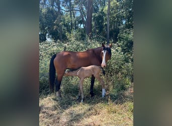 Lusitano, Mare, 9 years, 15 hh, Brown