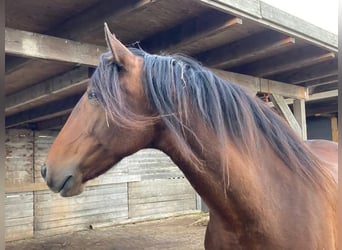 Lusitano, Mare, 9 years, 15,1 hh, Brown