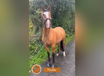 Lusitano, Mare, 9 years, 16 hh, Brown-Light