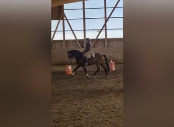 Lusitano, Mare, 9 years, 16 hh, Brown