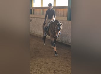 Lusitano, Mare, 9 years, 16 hh, Brown