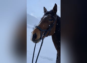 Lusitano, Mare, 9 years, 16 hh, Brown