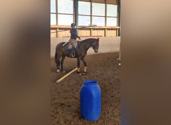 Lusitano, Mare, 9 years, 16 hh, Brown