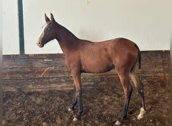 Lusitanos, Stute, Fohlen (05/2024), 14,1 hh, Brauner