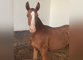 Lusitanos, Stute, Fohlen (05/2024), 14,1 hh, Brauner