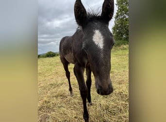 Lusitano, Mare, Foal (06/2024), 15,1 hh, Brown Falb mold