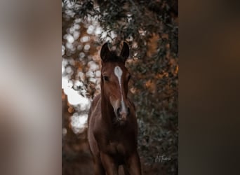 Lusitano, Mare, Foal (02/2024), 15,2 hh, Brown