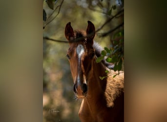 Lusitano, Mare, Foal (02/2024), 15,2 hh, Brown