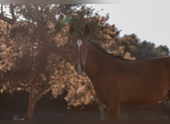 Lusitano, Mare, Foal (02/2024), 15,2 hh, Brown