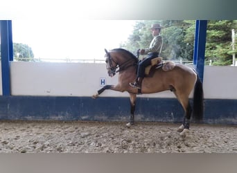 Lusitano, Mare, Foal (02/2024), 15,2 hh, Brown