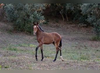 Lusitano, Mare, Foal (02/2024), 15,2 hh, Brown