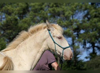 Lusitano, Mare, Foal (05/2025), 15.3 hh, Pearl