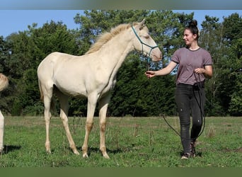 Lusitano, Mare, Foal (05/2025), 15.3 hh, Pearl