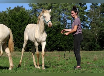 Lusitano, Mare, Foal (05/2025), 15.3 hh, Pearl