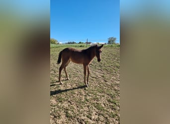 Lusitano, Mare, Foal (02/2026), 16.1 hh, Bay-Dark